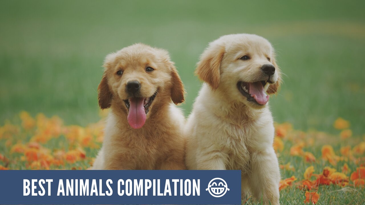Cute And Funny Animals Compilation on Rumble #2