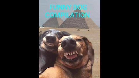 BEST FUNNY DOG COMPILATION VIDEO
