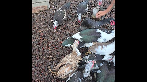 fun with our ducks