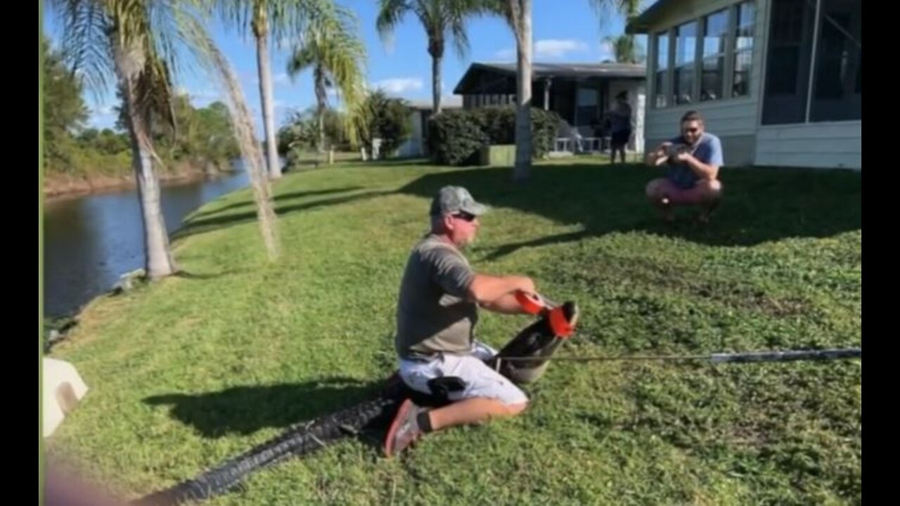 Two dogs killed by alligators