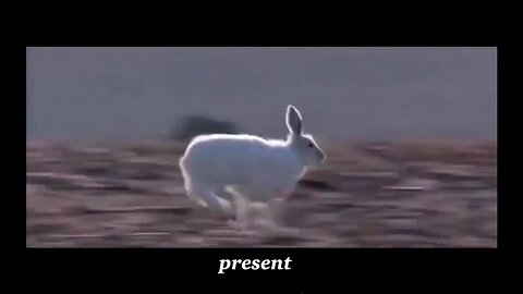 Stream #2 Predecessor, X, Numerology Readings