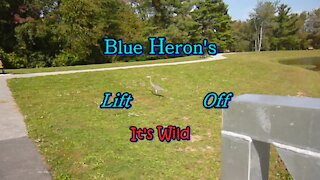 Blue Heron’s Lift Off