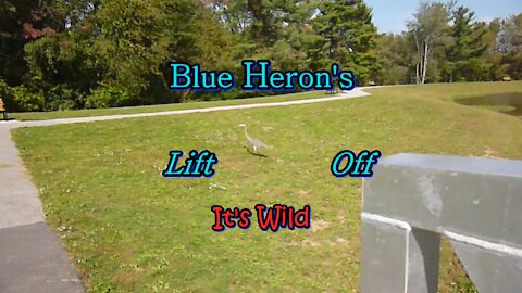 Blue Heron’s Lift Off