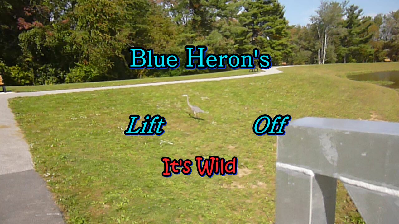 Blue Heron’s Lift Off