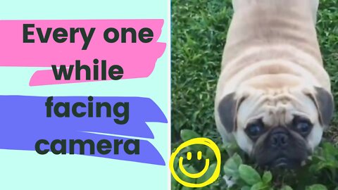 Pug knows well how to face camera😂😂😜🐕 #funnydogvideos