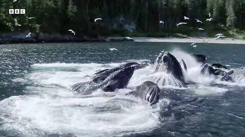 Amazing Animal Behaviour in Our Animal Kingdom | BBC Earth 🌎🌍