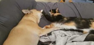 Dog's tail is cat's favorite toy
