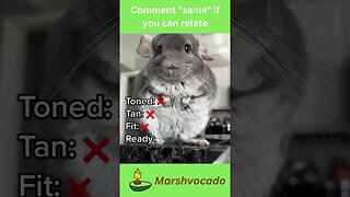 Cute chinchilla being fat #shorts #petsoftiktok #chinchilla #linus #fyp #marshvocado #funny #cute