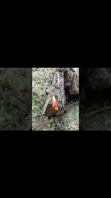 Found a pine lighter stump on the land when I was clearing it today - Raleigh Jones