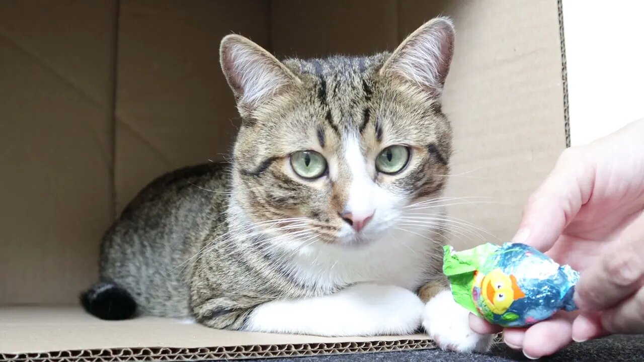 This Cat Is Surprised to See what Is Inside the Egg Cover