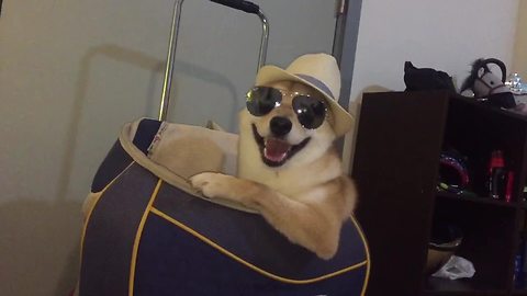 Shiba Inu imore than ready for the beach