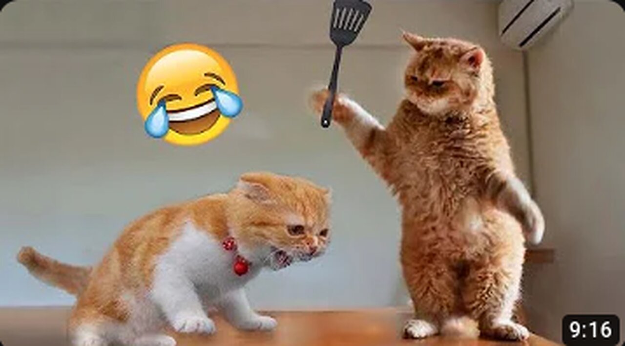 Best Funny Animal Videos of the year (2023), funniest animals ever. relax with cute animals video