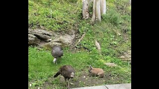 Dwarf Rabbit Attacks Wild Turkeys