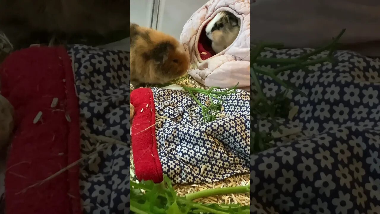 My Guinea pigs having an argument