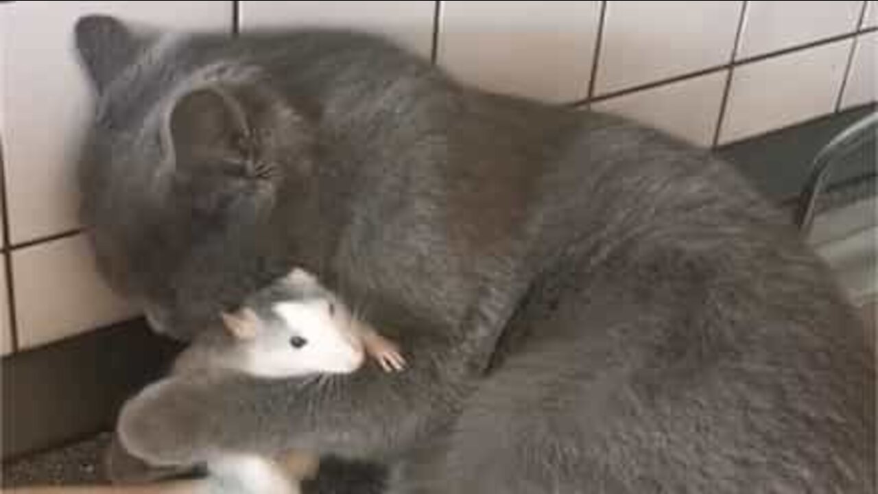 Ce chat et ce rat ont une relation amicale invraisemblable