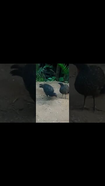 Jacu e seus filhotes com fome em busca de comida Jacuaçu