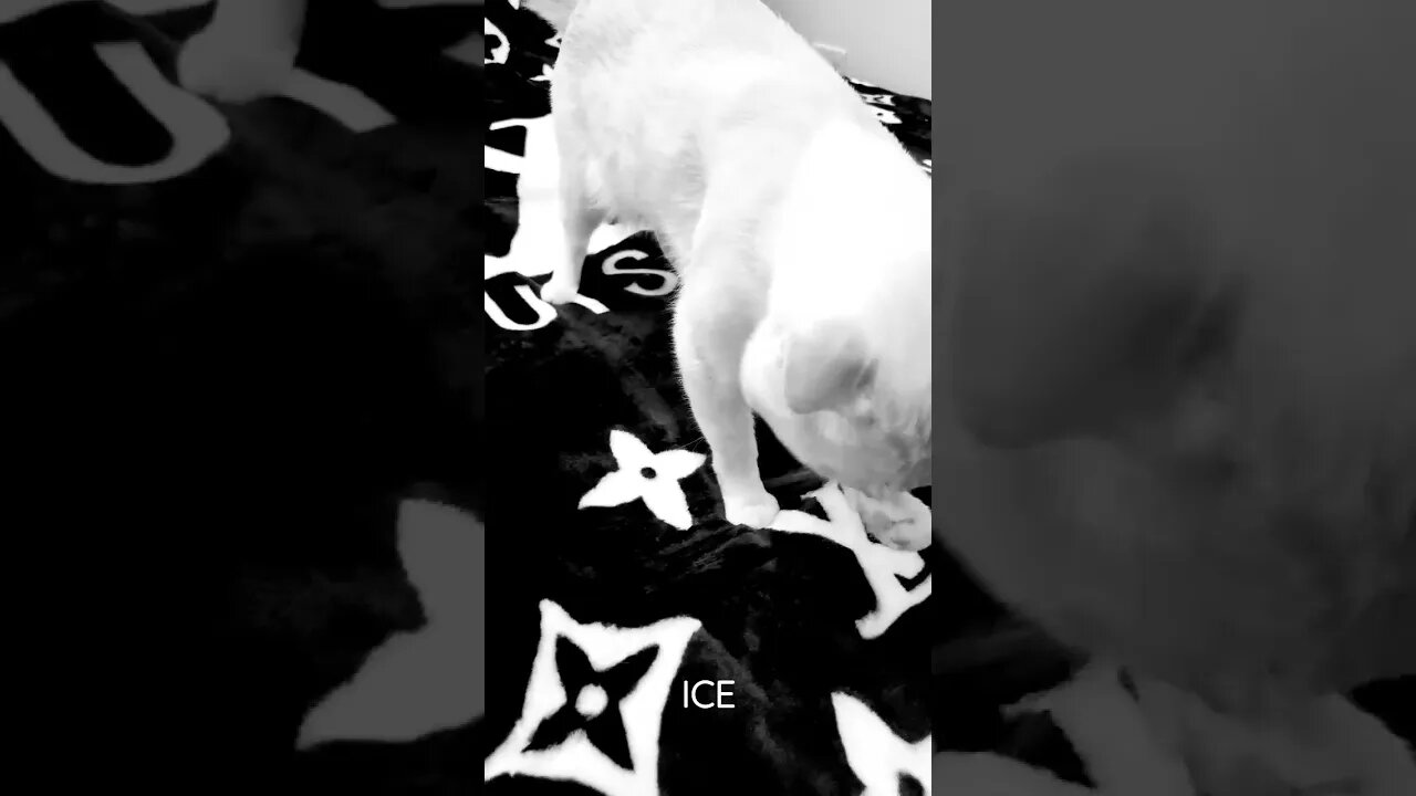 ICE The White Mini Tiger 💨