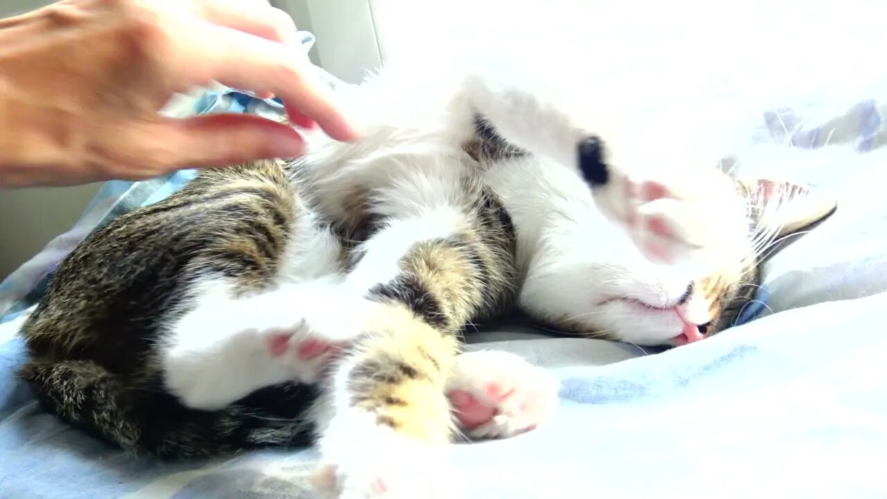 Sweet Kitten Stretches