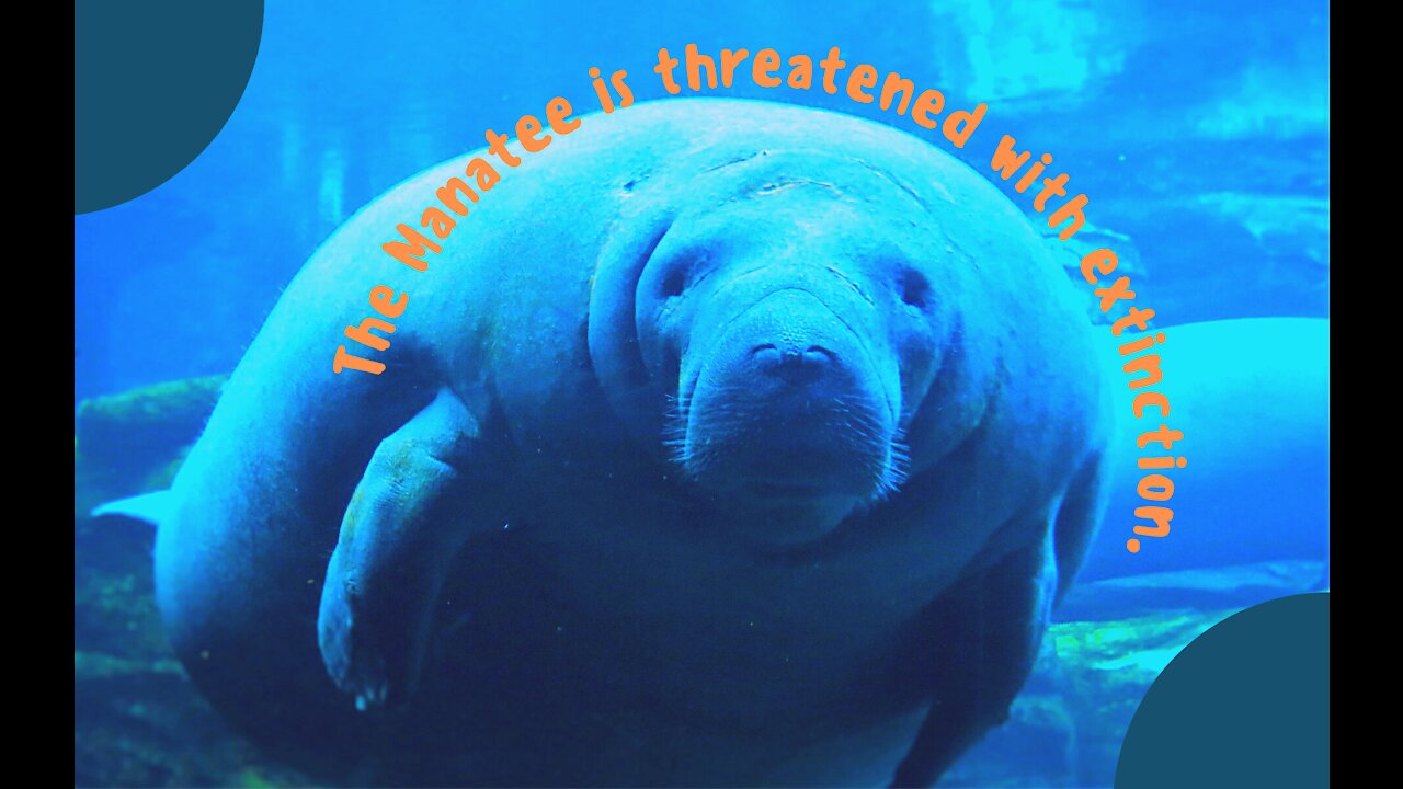 The Manatee is threatened with extinction.