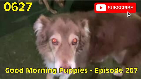[0627] GOOD MORNING PUPPIES - EPISODE 207 [#dogs #doggos #doggies #puppies #dogdaycare]