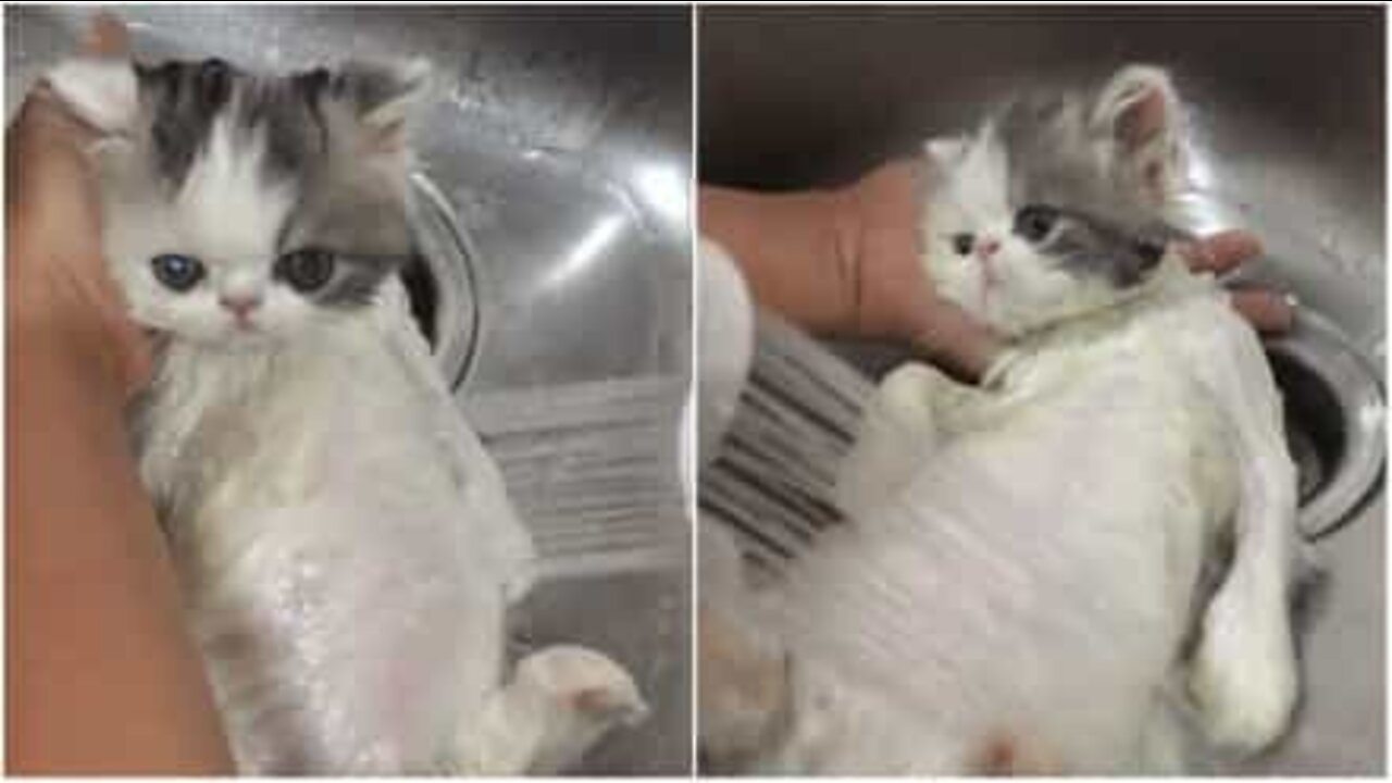 This kitten loves a warm shower