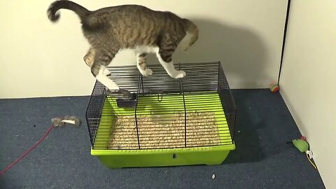 Little Cat Is Fascinated with the Hamster Cage