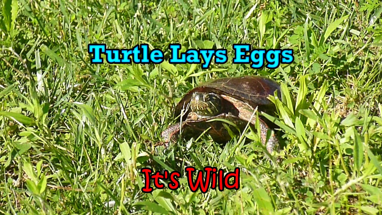 Turtle Lays Eggs – It’s Wild