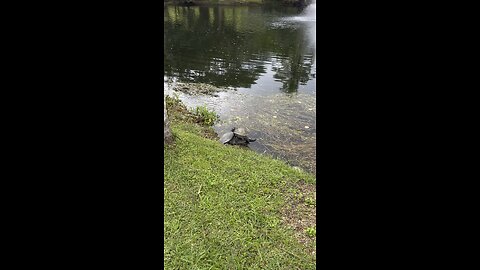 Curious about Aussie Turtle 🇦🇺