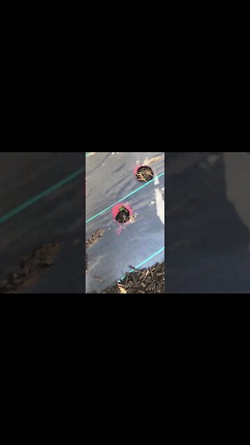 Potato crops starting to pop up