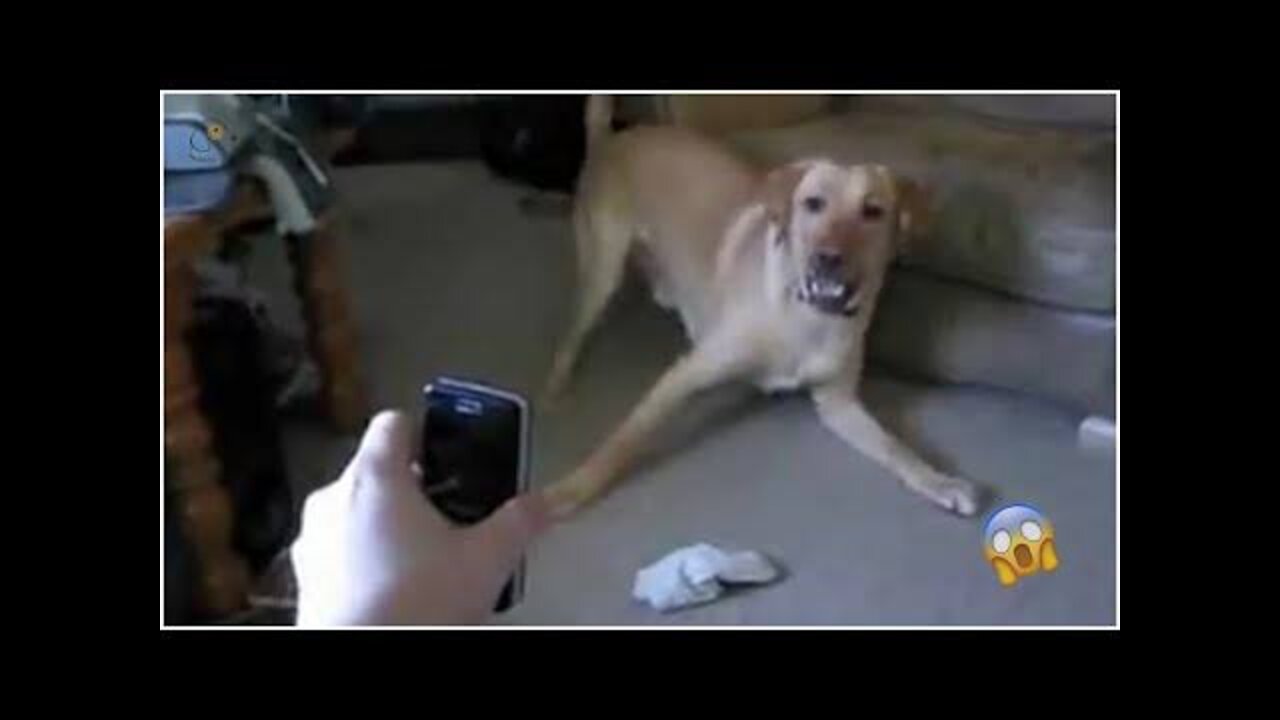 Most Viral DOGS on the internet! 🐶 Ultimate Funny Dogs Compilation! 🐶