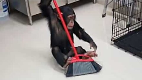 Chimpanzé adora ajudar a varrer o chão!