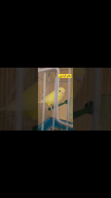 طائر البادجي هوكو كيوت