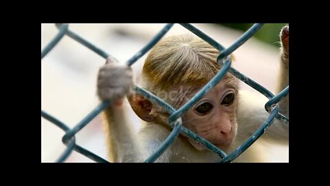 Monkey In A Cage In Srilanka Video