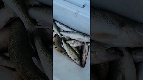 Yesterdays catch 4 Man limit Lake Erie Walleye. May 28 2023