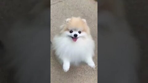 WHY.ARE.YOU.SO.CUTE??? #Puppy #Dogs #Shorts #Puppyvideo #Shortvideo #dog #doglover #cutedog #puppylo