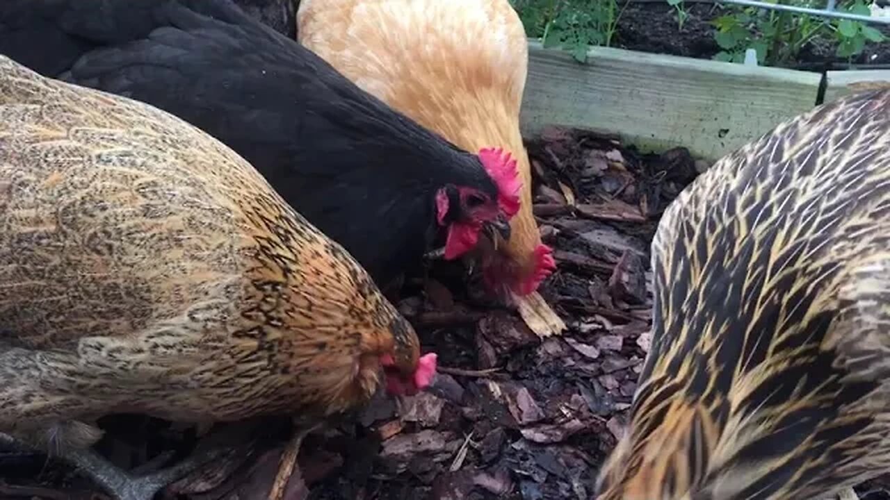 Garden time for the Girls! (Throwback Thursday #3)