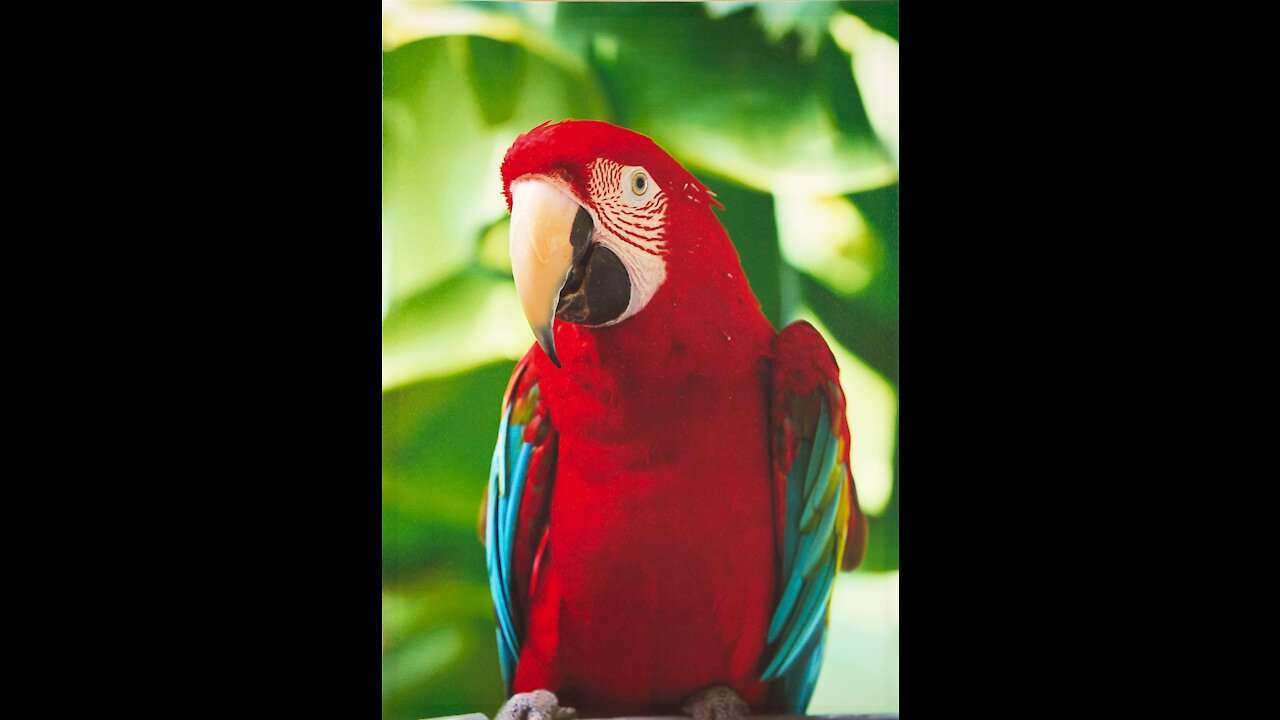 red macaw