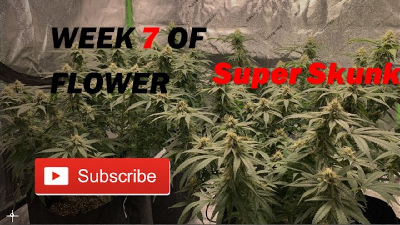 Starting Week 7 of Flower Super Skunk