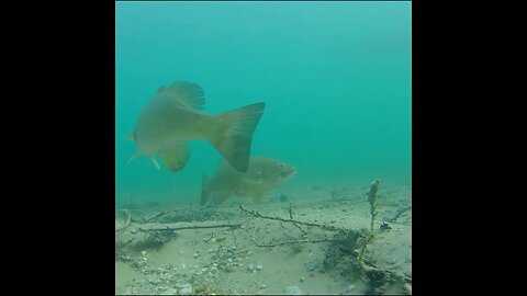 smallmouth on the beds