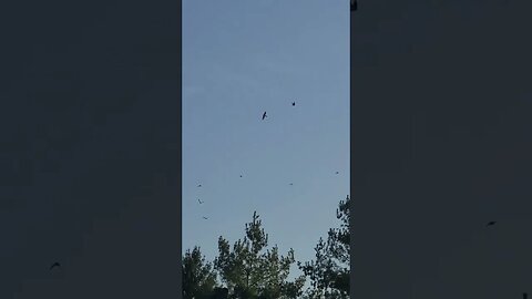 birds are going crazy #shorts
