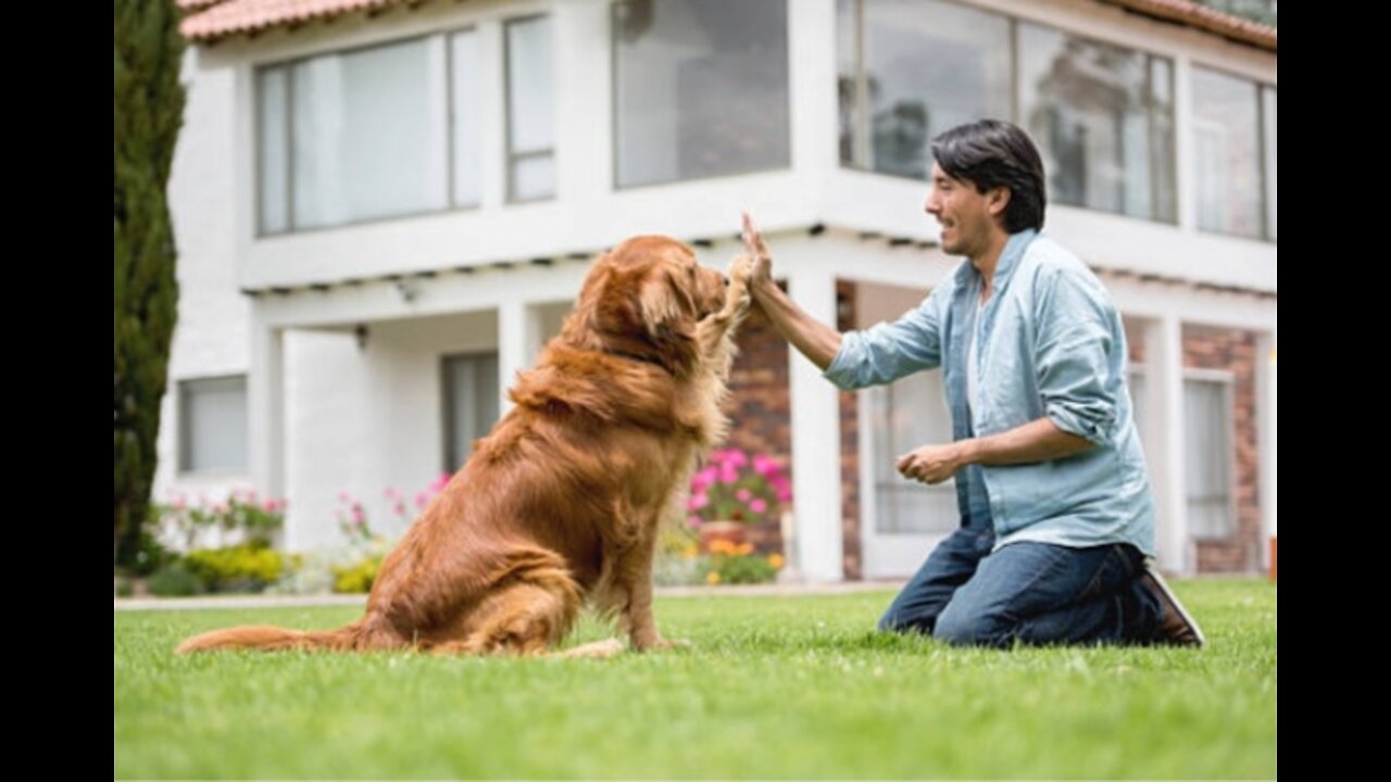 Dog helping owner! Owners trained dog in great way!