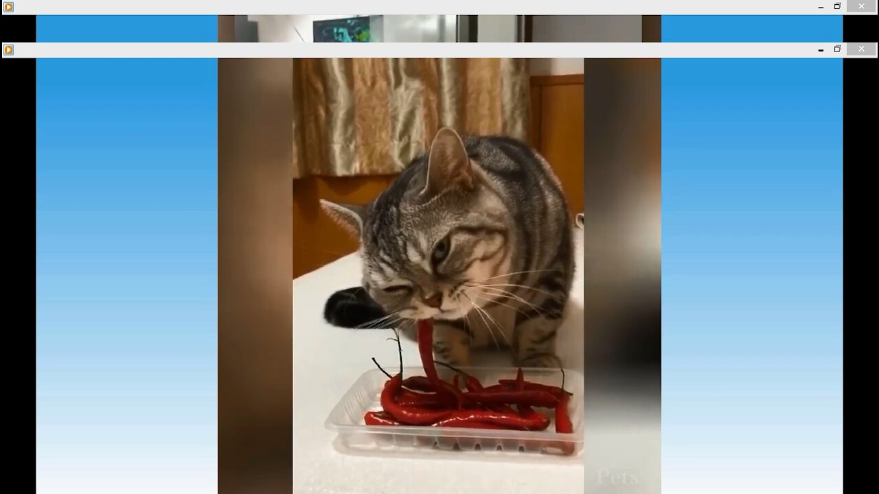 Funny Cat Eating Chili pepper!!! See What Happens Next