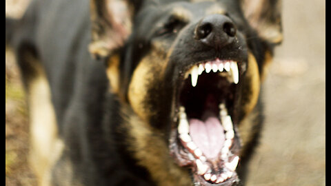 How to train a dog to become aggressive!!!