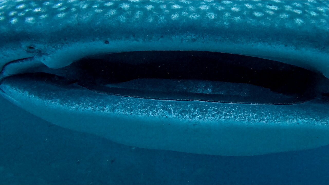 Whale Shark Most Extreme Close Up Imaginable