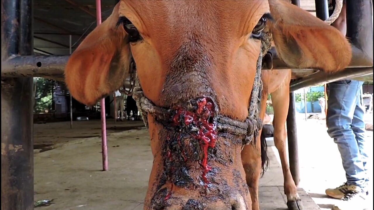 Injured cow rescue. Helpless cow