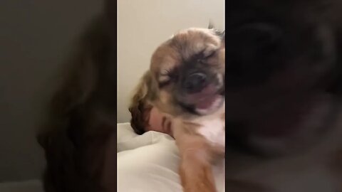 Loki loves in the morning
