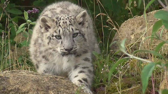 Snow Leopard cubs practice stalking technique on mom