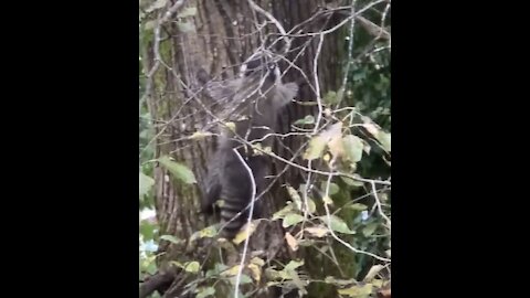 raccoons on a tree