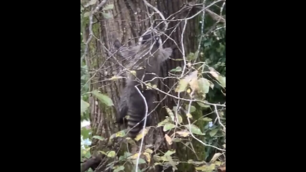 raccoons on a tree