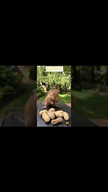 Happy Morring Cute Squirrel 4K Ultra HD - squirrel red nager cute nature | 4k ultra hd | nature 4k